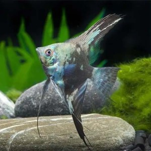 Skalar blue smokey 