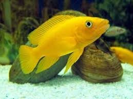 Szczelinowiec Leleupa