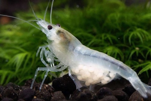 krewetka white pearl.jpg