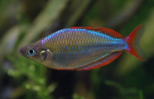 tęczanka neonowa.jpg