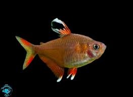 ornatus white fin.jpg