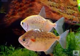 Płaskobok nakrapiany - Metynnis maculatus