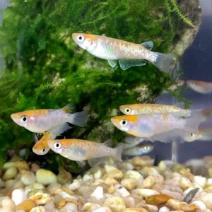 Ryżanka japońska sp. Orange - Oryzias latipes