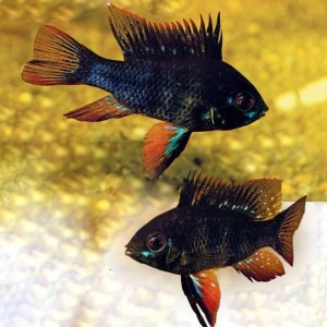 Pielęgniczka Ramireza czarna - Apistogramma ramirezi black