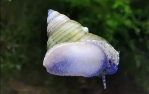 Ślimak Filopaludina sumatrensis white whizard