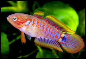 Głowaczyk barwny - Tateurndina occelicauda