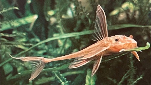 loricaria red.jpg