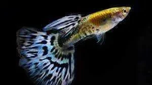 Gupik Blue Mosaic SAMCE - Poecilia reticulata