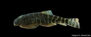 Przylga chińska - Gastromyzon ocellatus