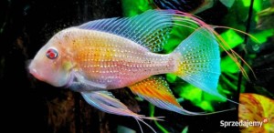 Ziemiojad Heckelii albinos - Acarichthys heckelii