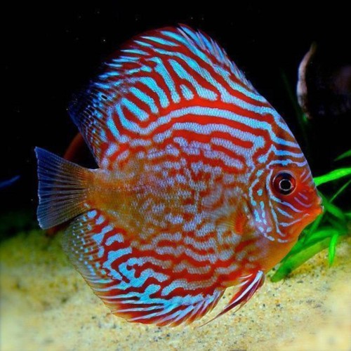 paletka red turkus.jpg