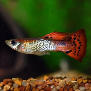Gupik Cobra Red - Poecilia reticulata