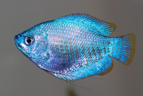 prętnik cobalt.jpg