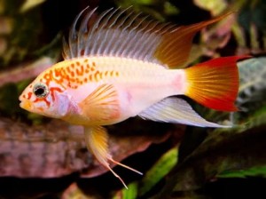 Pielęgniczka Viejita sp. gold - Apistogramma Viejita