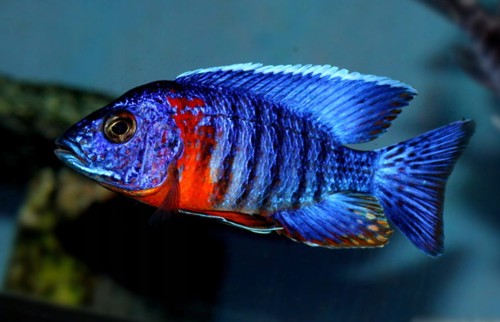 aulonocara red flush.jpg