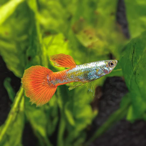 gupik platinum red tail.webp