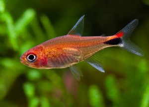 Tetra rubinowa - Axelrodia riesei