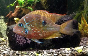 Pielęgnica Eliota – Thorichthys maculipinnis