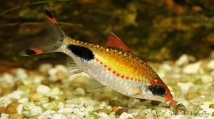 Brzanka Mascara – Dawkinsia assimilis