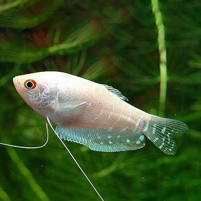 gurami platynowy.jpg