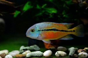 Pielęgnica nikaraguańska – Hypsophrys nicaraguensis