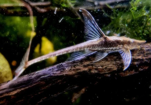 sturisoma aureum.webp