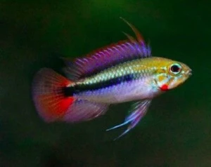 Pielęgniczka Rio Mamore - Apistogramma erythrura