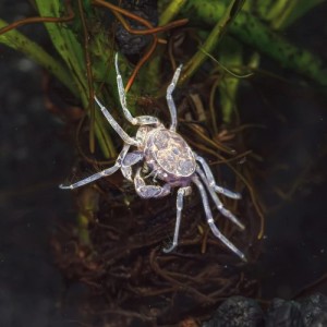 Krab mikro - Limnopilos naiyanetri