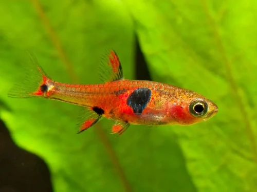 razbora red micro.webp