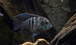 Akara błękitna – Andinoacara pulcher