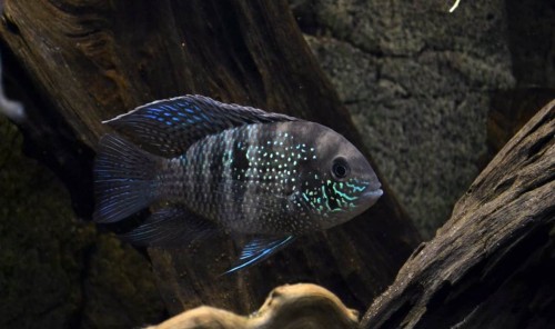 akakra błękitna.jpg