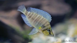 Altolamprologus compressiceps