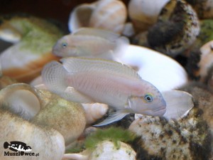 Telmatochromis temporalis shell