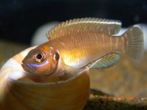 Muszlowiec krótki Kapampa F1 - Lamprologus brevis Kapampa F1