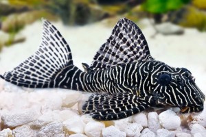 Zbrojnik L260 Quenn Arabesque - Hypancistrus sp.