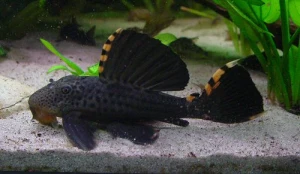 Zbrojnik L091 - Leporacanthicus triactis 