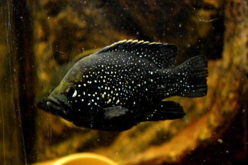 paratilapia polleni.jpg