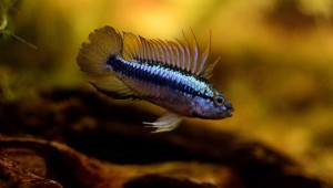 Pielęgniczka trójpręga - Apistogramma trifasciata