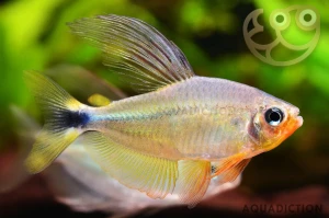 Hyphessobrycon Procyon 