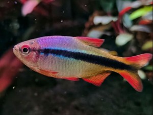 Imperial Lapis Tetra - Hyphessobrycon melanostichos