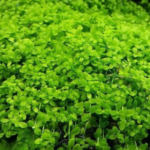 Micranthemum "Monte Carlo" na siatce XXL