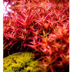 Rotala H'ra PIĘKNE DUŻE SADZONKI