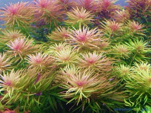 Limnophila Aromatica