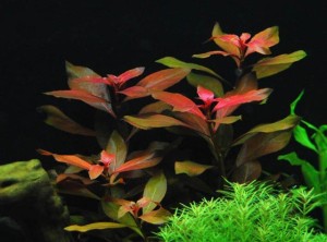 Ludwigia Repens Red