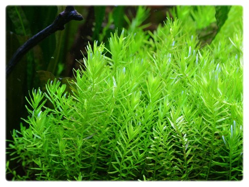 118-Rotala-Rotundifolia-Green-in-vitro-10szt_[11571]_1200.jpg