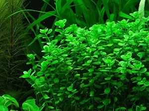 Micranthemum umbrosum