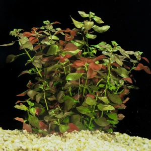 Ludwigia repens