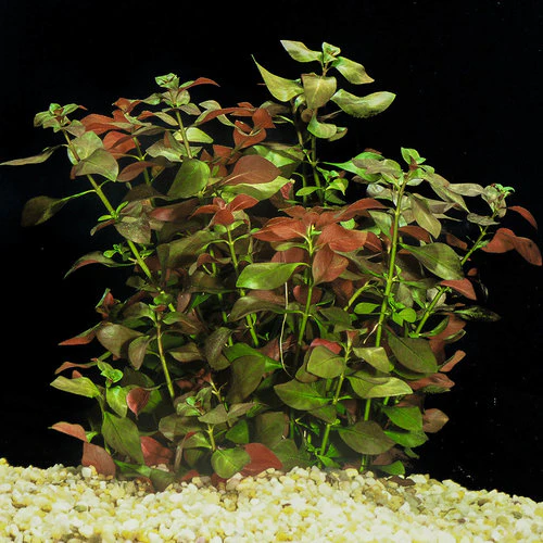 Ludwigia_repens_3199c6d7-1cf4-4f80-a6d3-db8623a14929.webp