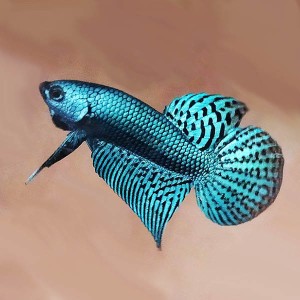 Bojownik Alien samiec