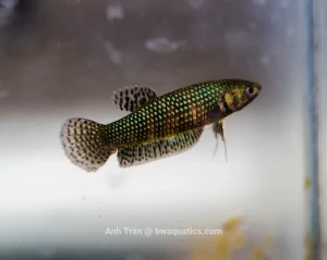 Bojownik Alien samica
